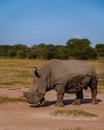 White rhino in the bush of Family of the Blue Canyon Conservancy in South Africa near Kruger national park,White Royalty Free Stock Photo