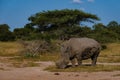 White rhino in the bush of Family of the Blue Canyon Conservancy in South Africa near Kruger national park,White Royalty Free Stock Photo