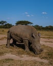 White rhino in the bush of Family of the Blue Canyon Conservancy in South Africa near Kruger national park,White Royalty Free Stock Photo