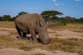 White rhino in the bush of Family of the Blue Canyon Conservancy in South Africa near Kruger national park,White Royalty Free Stock Photo