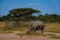 White rhino in the bush of Family of the Blue Canyon Conservancy in South Africa near Kruger national park,White Royalty Free Stock Photo