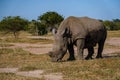 White rhino in the bush of Family of the Blue Canyon Conservancy in South Africa near Kruger national park,White Royalty Free Stock Photo