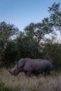 White rhino in the bush of Family of the Blue Canyon Conservancy in South Africa near Kruger national park,White Royalty Free Stock Photo