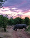 White rhino in the bush of Family of the Blue Canyon Conservancy in South Africa near Kruger national park,White Royalty Free Stock Photo