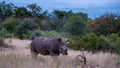 White rhino in the bush of Family of the Blue Canyon Conservancy in South Africa near Kruger national park,White Royalty Free Stock Photo