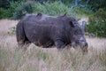 White rhino in the bush of Family of the Blue Canyon Conservancy in South Africa near Kruger national park,White Royalty Free Stock Photo