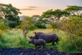 White Rhino in the bush in South Africa near Kruger national park Royalty Free Stock Photo