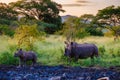 White Rhino in the bush in South Africa near Kruger national park Royalty Free Stock Photo