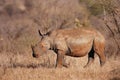 White Rhino Calf