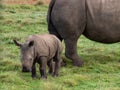 White rhino calf in front of mother Royalty Free Stock Photo