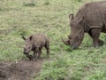 A White Rhino calf and mother walking on the savanna in Africa. Royalty Free Stock Photo