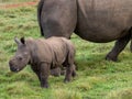 White rhino calf near it`s mother Royalty Free Stock Photo