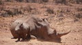 White rhino and calf sleeping in mud and sun South Africa African endanger big five animal