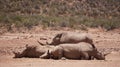 White rhino and calf sleeping in mud and sun South Africa African endanger big five animal Royalty Free Stock Photo