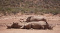 White rhino and calf sleeping in mud and sun South Africa African endanger big five animal