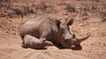 White rhino and calf sleeping in mud and sun South Africa African endanger big five animal Royalty Free Stock Photo