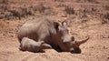 White rhino and calf sleeping in mud and sun South Africa African endanger big five animal Royalty Free Stock Photo