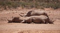 White rhino and calf sleeping in mud and sun South Africa African endanger big five animal