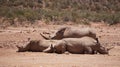White rhino and calf sleeping in mud and sun South Africa African endanger big five animal Royalty Free Stock Photo