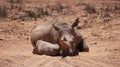 White rhino and calf sleeping in mud and sun South Africa African endanger big five animal Royalty Free Stock Photo