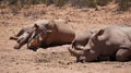 White rhino and calf sleeping in mud and sun South Africa African endanger big five animal Royalty Free Stock Photo