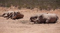 White rhino and calf sleeping in mud and sun South Africa African endanger big five animal Royalty Free Stock Photo