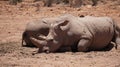 White rhino and calf sleeping in mud and sun South Africa African endanger big five animal Royalty Free Stock Photo