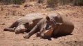 White rhino and calf sleeping in mud and sun South Africa African endanger big five animal Royalty Free Stock Photo