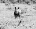 White Rhino Calf