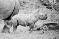 White Rhino Calf