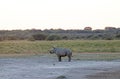 WHITE RHINO CALF STANDING ON THE BARE SURFACE OF A WATER PAN`S SHORE Royalty Free Stock Photo