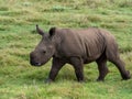 White rhino calf walking on grass Royalty Free Stock Photo