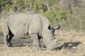 White rhino grazing in Kruger N.P. woodlands Royalty Free Stock Photo