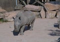 white rhino Ceratotherium simum in large zoo park
