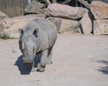 white rhino Ceratotherium simum in large zoo park