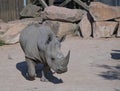 white rhino Ceratotherium simum in large zoo park