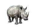 White rhino Ceratotherium simum, realistic drawing