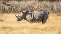 A white rhino  Ceratotherium Simum standing in a beautiful landscape peeing, sunset, Ongava Private Game Reserve  neighbour of Royalty Free Stock Photo