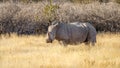 A white rhino ( Ceratotherium Simum) standing in a beautiful landscape, sunset, Ongava Private Game Reserve, Namibia. Royalty Free Stock Photo