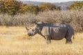 A white rhino ( Ceratotherium Simum) standing in a beautiful landscape, sunset, Ongava Private Game Reserve, Namibia. Royalty Free Stock Photo