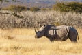 A white rhino  Ceratotherium Simum standing in a beautiful landscape, sunset, Ongava Private Game Reserve  neighbour of Etosha Royalty Free Stock Photo