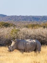 A white rhino  Ceratotherium Simum standing in a beautiful landscape, sunset, Ongava Private Game Reserve  neighbour of Etosha Royalty Free Stock Photo