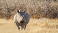 A white rhino  Ceratotherium Simum standing in a beautiful landscape, sunset, Ongava Private Game Reserve  neighbour of Etosha Royalty Free Stock Photo