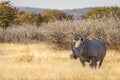 A white rhino  Ceratotherium Simum standing in a beautiful landscape, sunset, Ongava Private Game Reserve  neighbour of Etosha Royalty Free Stock Photo