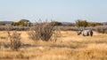 A white rhino  Ceratotherium Simum standing in a beautiful landscape, sunset, Ongava Private Game Reserve  neighbour of Etosha Royalty Free Stock Photo