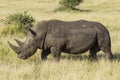 White Rhino (Ceratotherium simum) walking