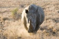 White Rhino on the charge in the Kruger National Park