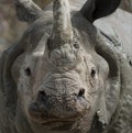 White Rhino close-up Royalty Free Stock Photo