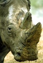 White Rhino Close-up 45861