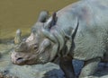 White Rhino close-up Royalty Free Stock Photo